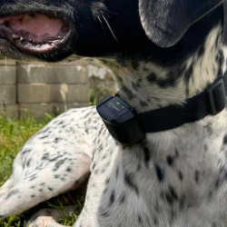 Dog Trace d-control Edge 650 Elektronikus nyakörv kutyák számára  