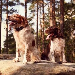 Műholdas GPS nyomkövető DOG GPS X30T - kiképző modullal