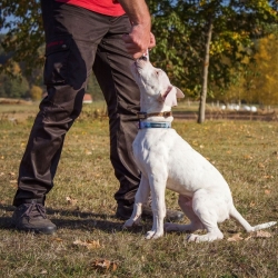 Dog Trace  Elektronikus tréning nyakörv d-control professional 2000 ONE- narancs
