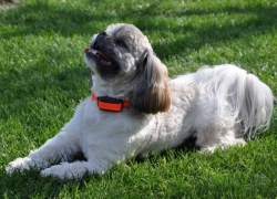 Dog Trace  Elektronikus tréning nyakörv d-control professional 2000 ONE- narancs