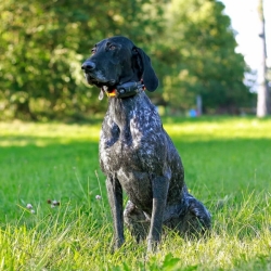 Kutyakövető hangjelzővel DOG GPS X25B Short