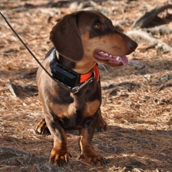 Nyakörv egy másik kutyához DOG GPS X30 narancs