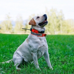 Vevő - kézi készülék a DOG GPS X25-hez