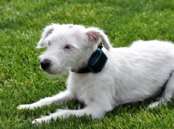 DOG trace d-control 900 mini -elektronikus oktató nyakörv